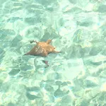 Appart Bleu Caraibe Bord De Mer Breakfast Promo Sur Wwwvacancesenmartiniquecom