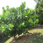 Villa Bwa Kannel