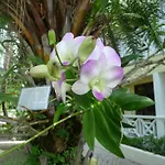 Buccaneer Beach Club