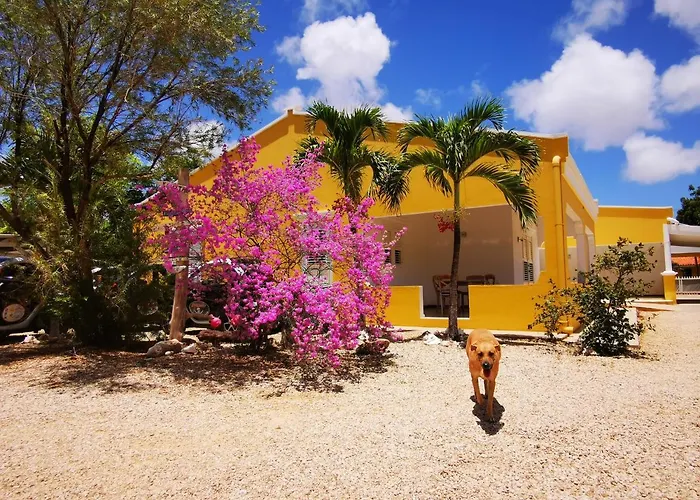 Roadrunner-Bonaire