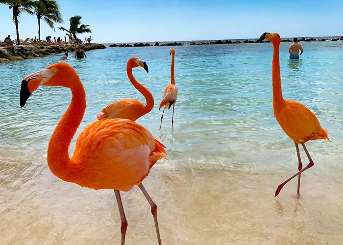 Yoyita Suites Aruba (Adults Only)
