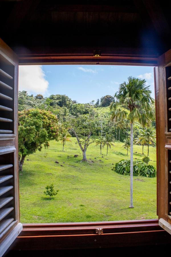 Jardin Malanga Basse-Terre