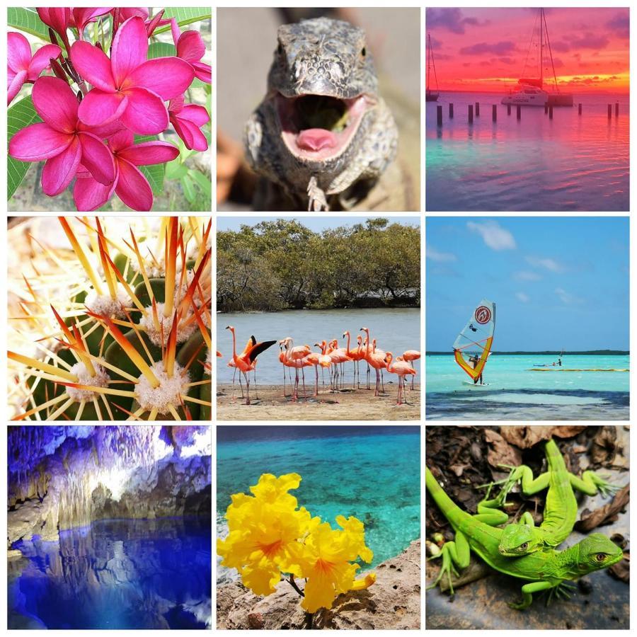 Holiday home Roadrunner-bonaire Kralendijk (Bonaire)