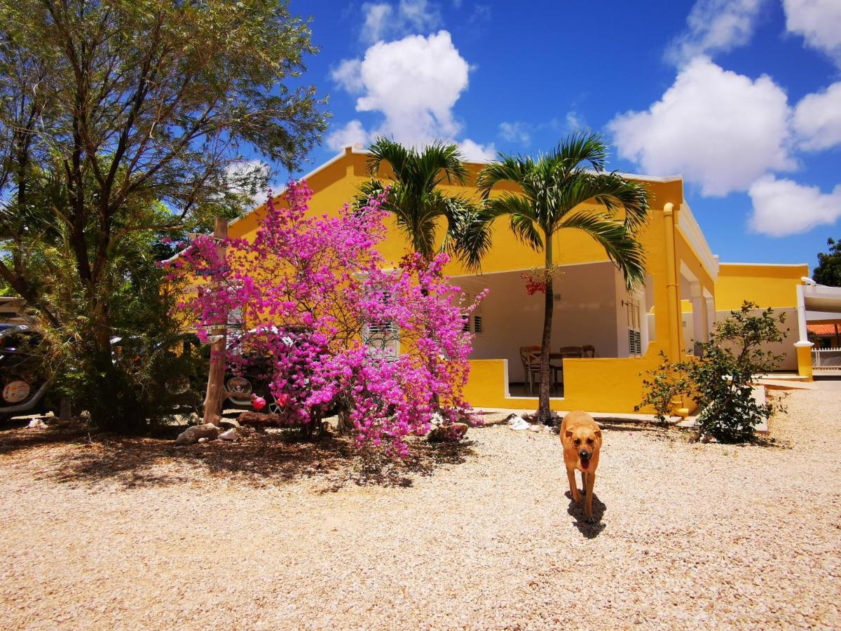 Roadrunner-bonaire *