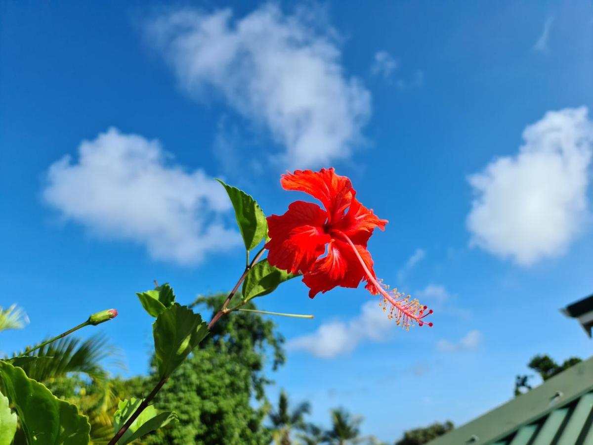 Can' Hibiscus Holiday home