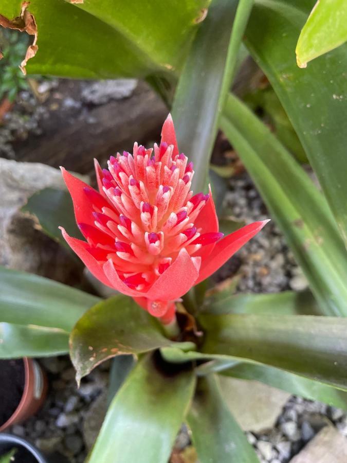Dans Un Jardin * Terre-De-Haut