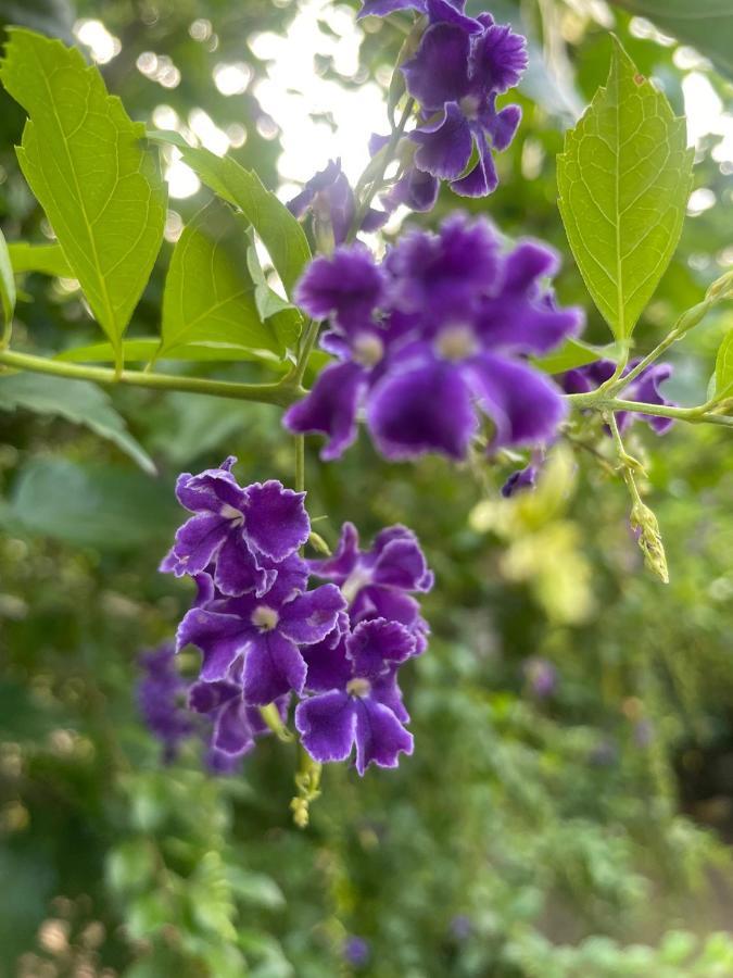 Dans Un Jardin
