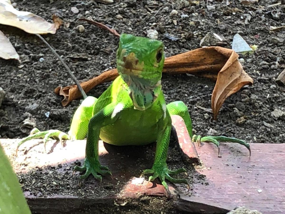 Dans Un Jardin Holiday home Terre-De-Haut