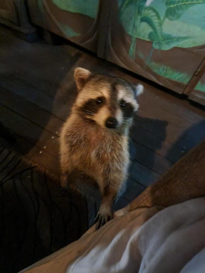 Guest house Racoon