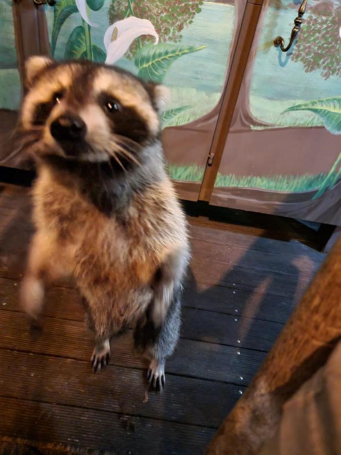 Racoon Guest house