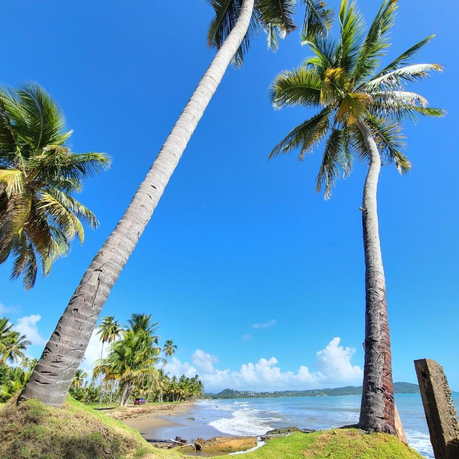 Palmas De Lucia