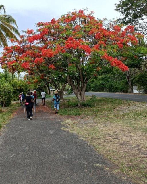 Hibiscus Le Kayela Saint-Francois (Grande-Terre)
