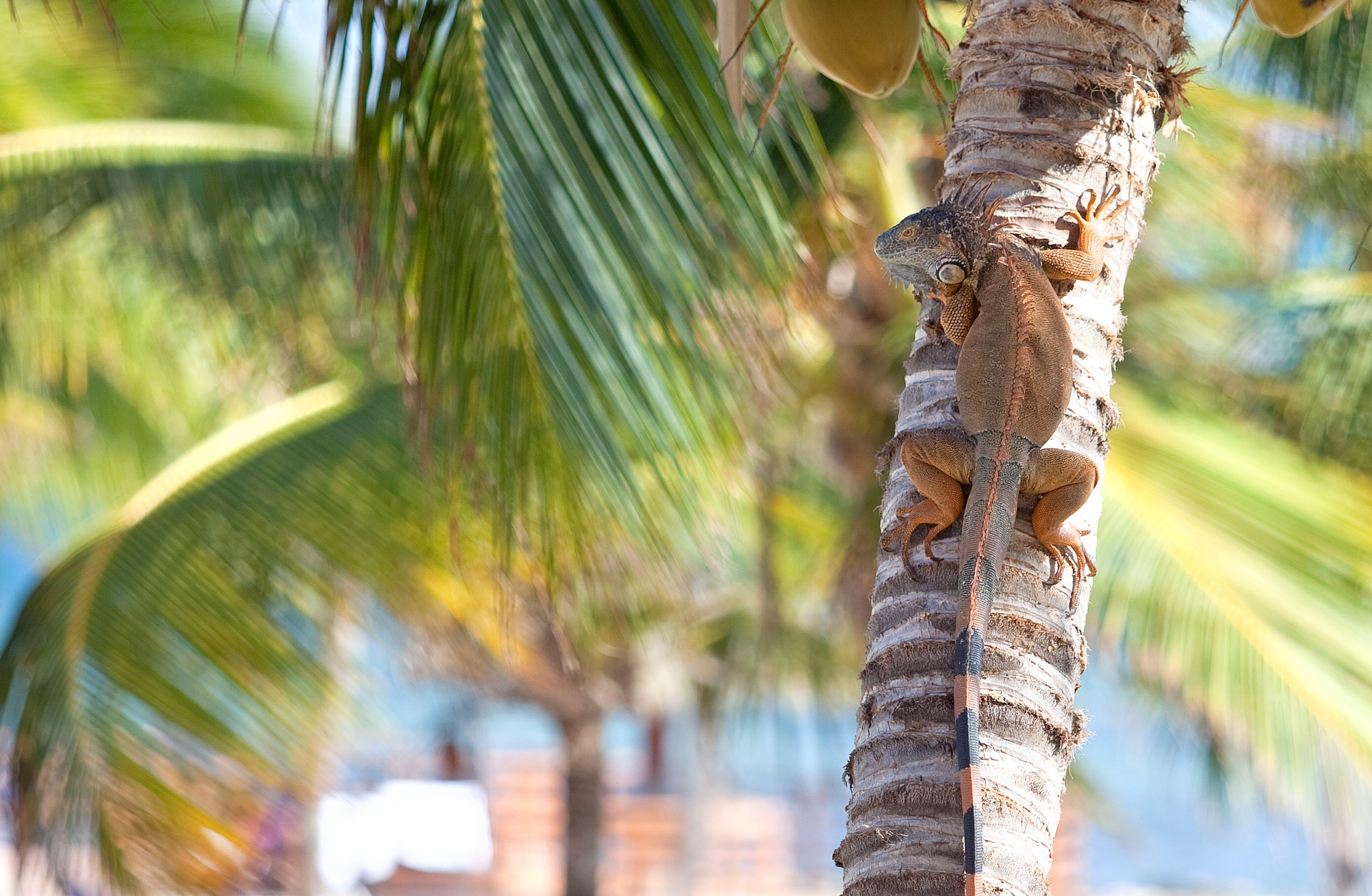 Resort Holiday Grand Cayman By Ihg (adults Only) 3*