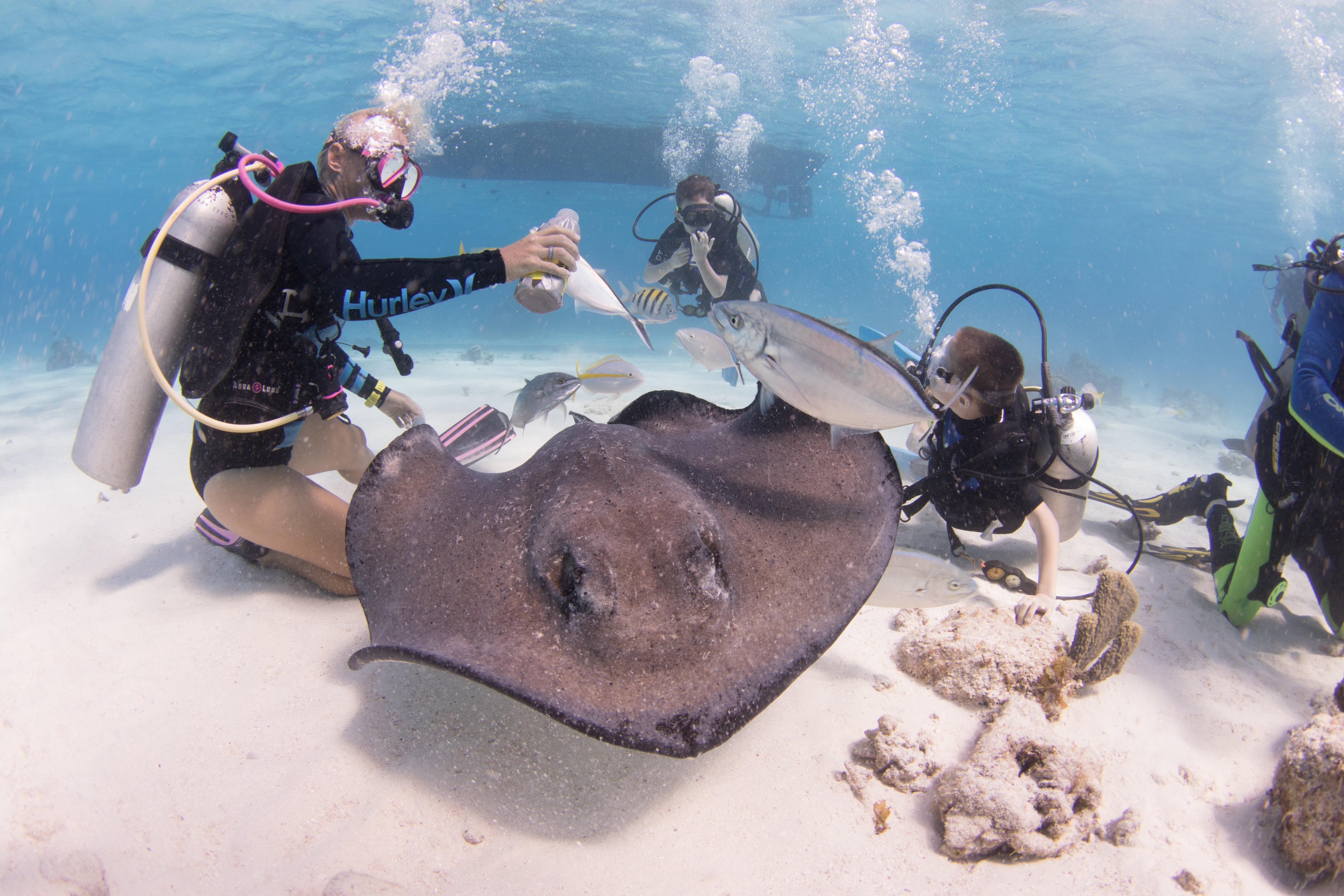 Holiday Grand Cayman By Ihg (adults Only) 3* West Bay