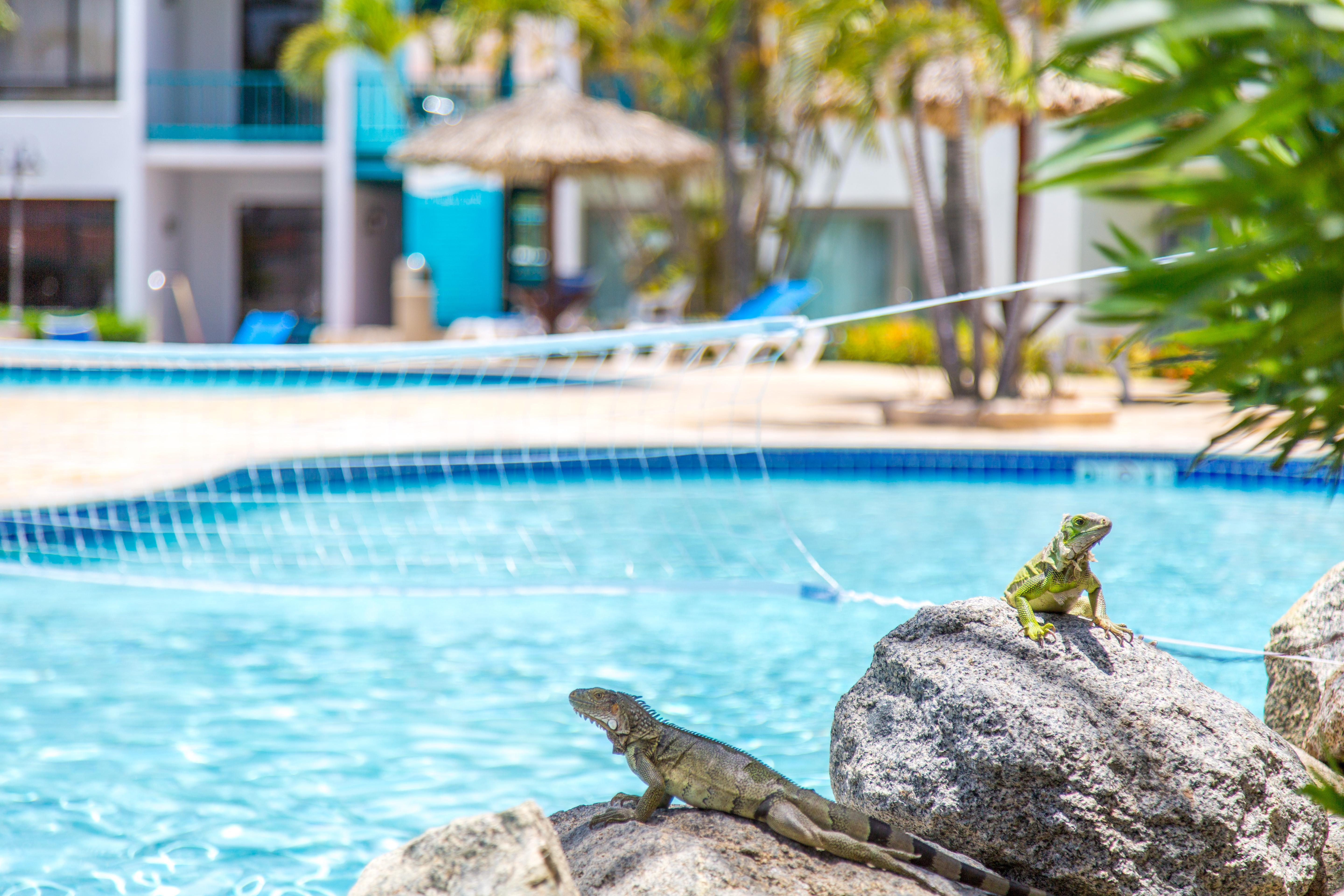 Courtyard By Marriott Aruba Resort 4*