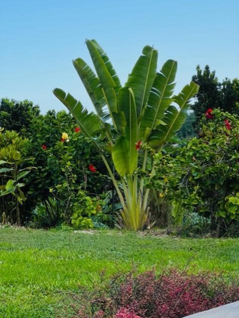 Teresinajamaica Casa de hóspedes 2*