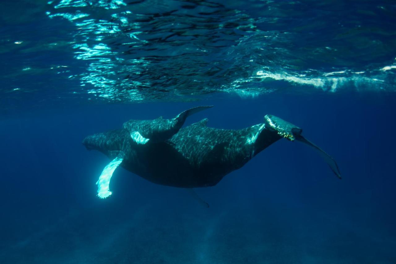 Ambergris Cay Private Island - Pls Island Hopper Flight Included 5* Big Ambergris Cay