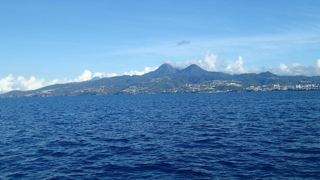 Courbaril Les Trois-Ilets