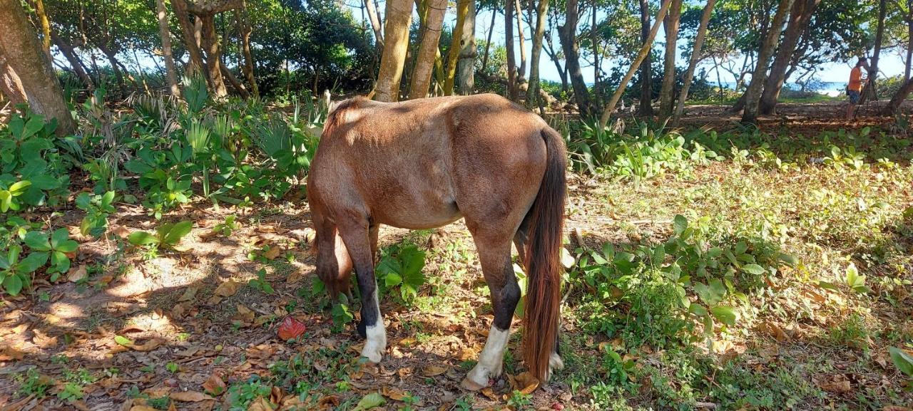 Moosa Cabarete