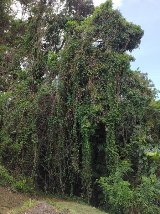 Casa de hóspedes L'eucalyptus La Trinité