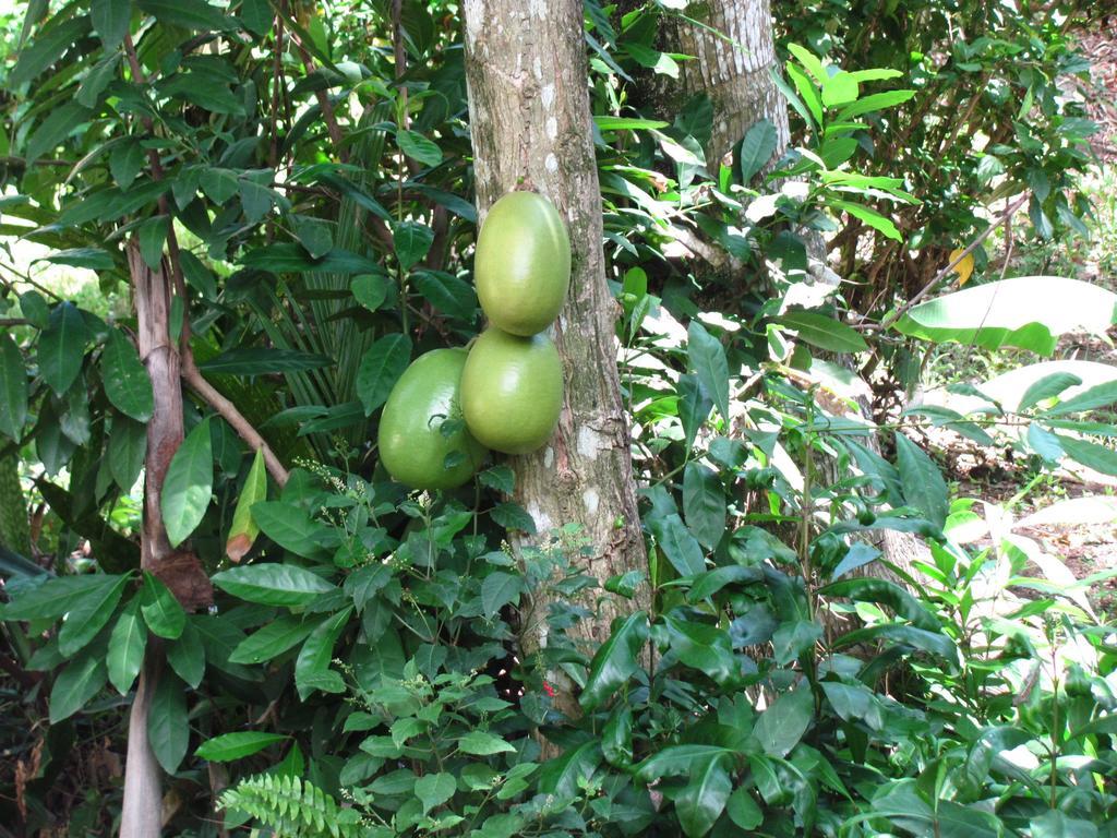 Camping National Park Close To Beach Puerto Plata