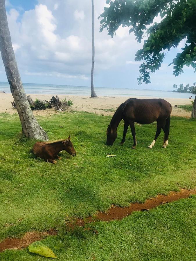 Hotel Oasis En La Naturaleza Rancho Alto Bonito Las Galeras