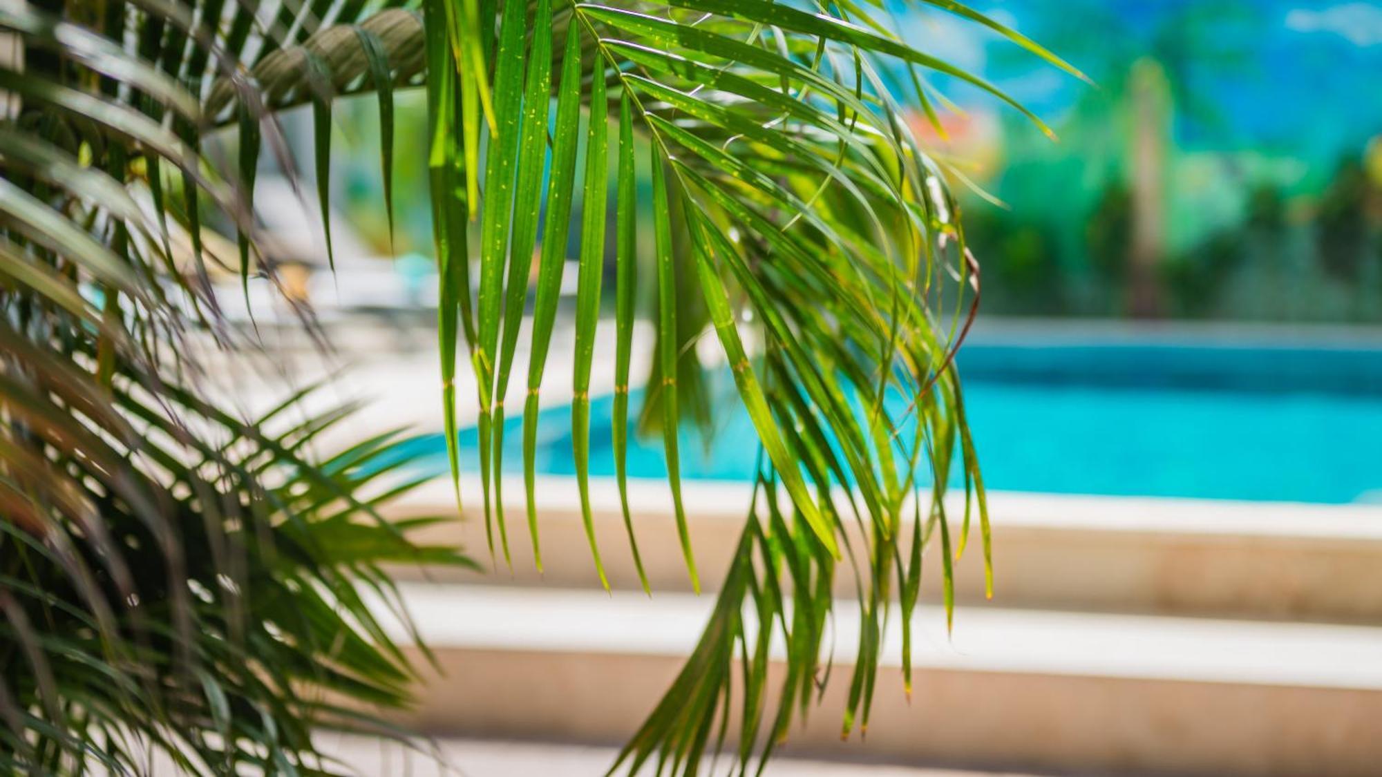 Casita Palma Boutique * Kralendijk (Bonaire)