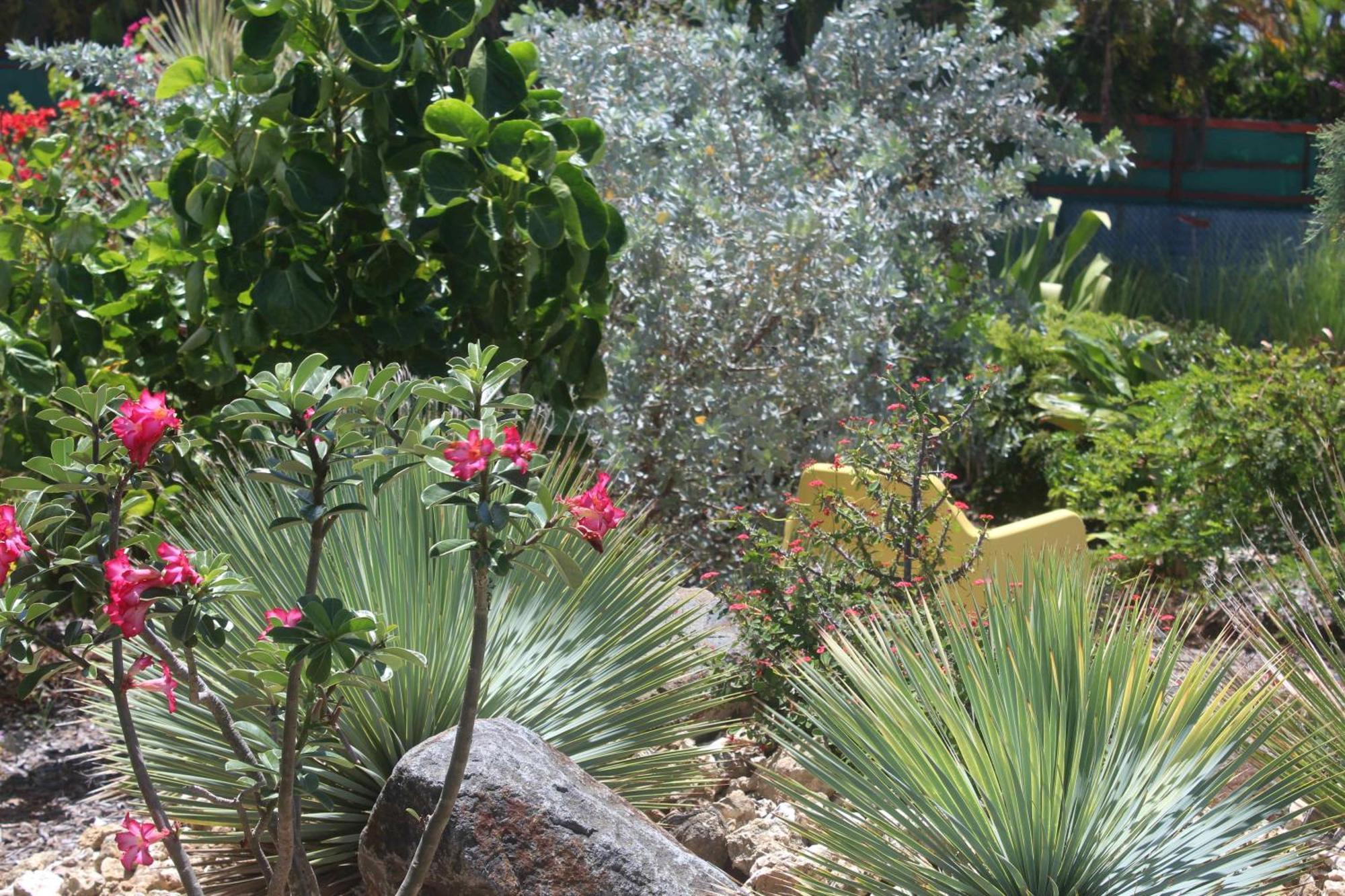 Iguane House & Micro Sainte-Anne (Grande-Terre)