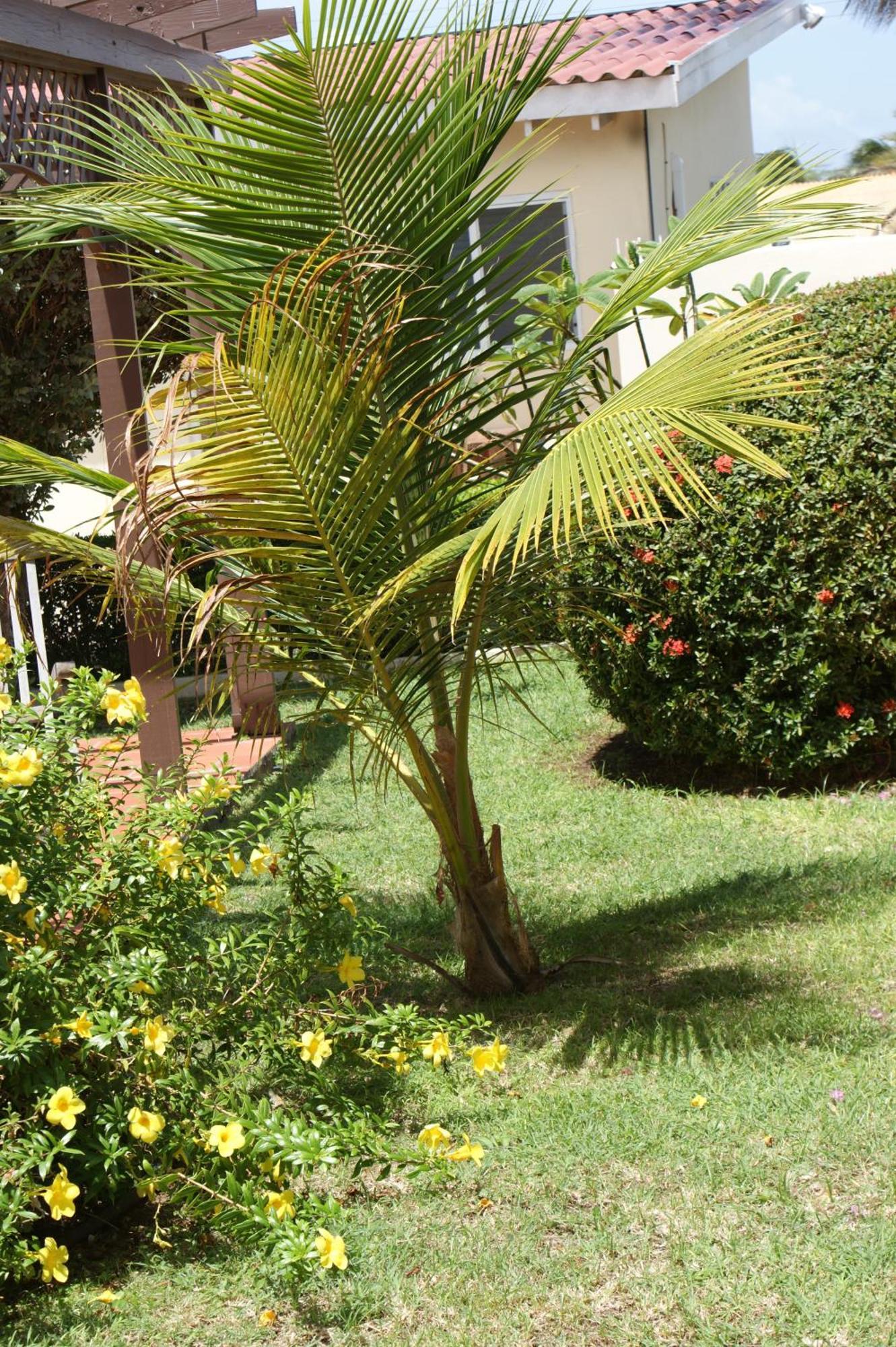 Apartamento Pauline's Palm Beach