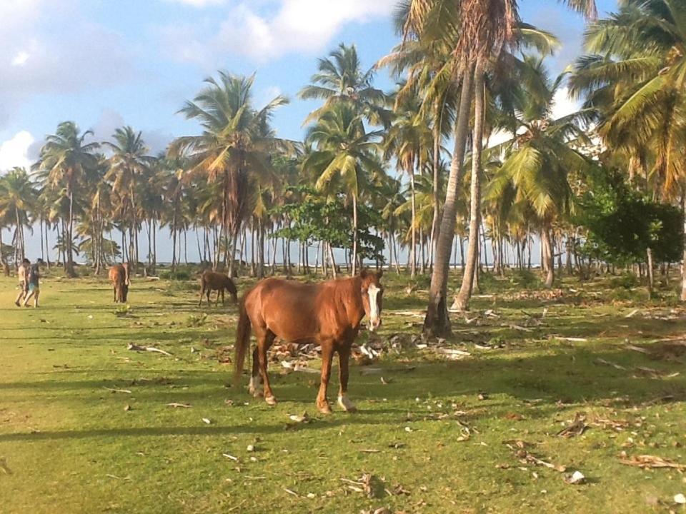 Casa de hóspedes La Caleta *