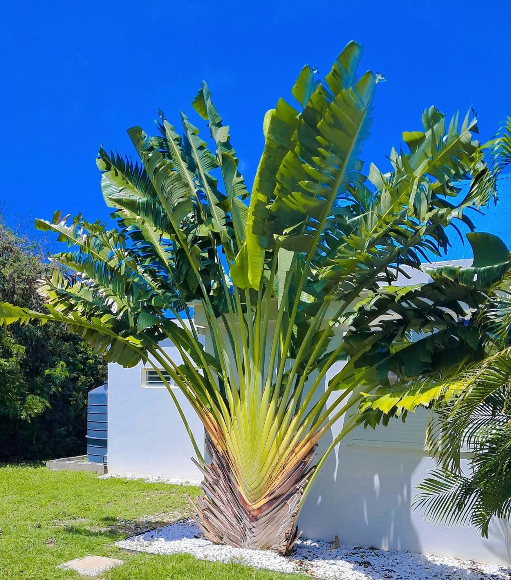Moai Villa