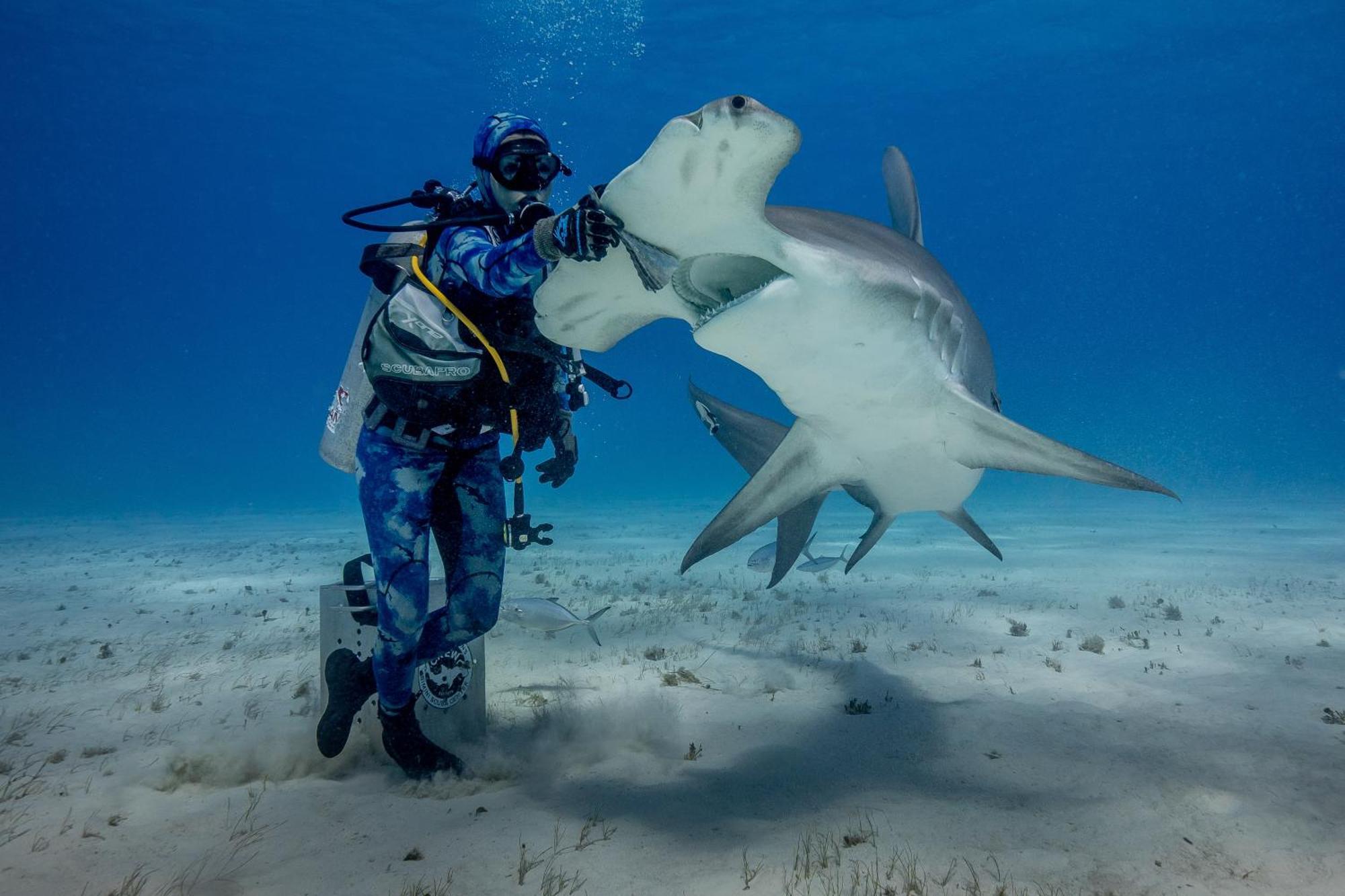 Bimini Big Game Club & Marina Resort