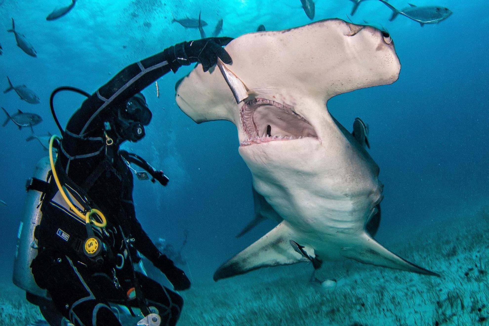 Bimini Big Game Club & Marina Resort 4*