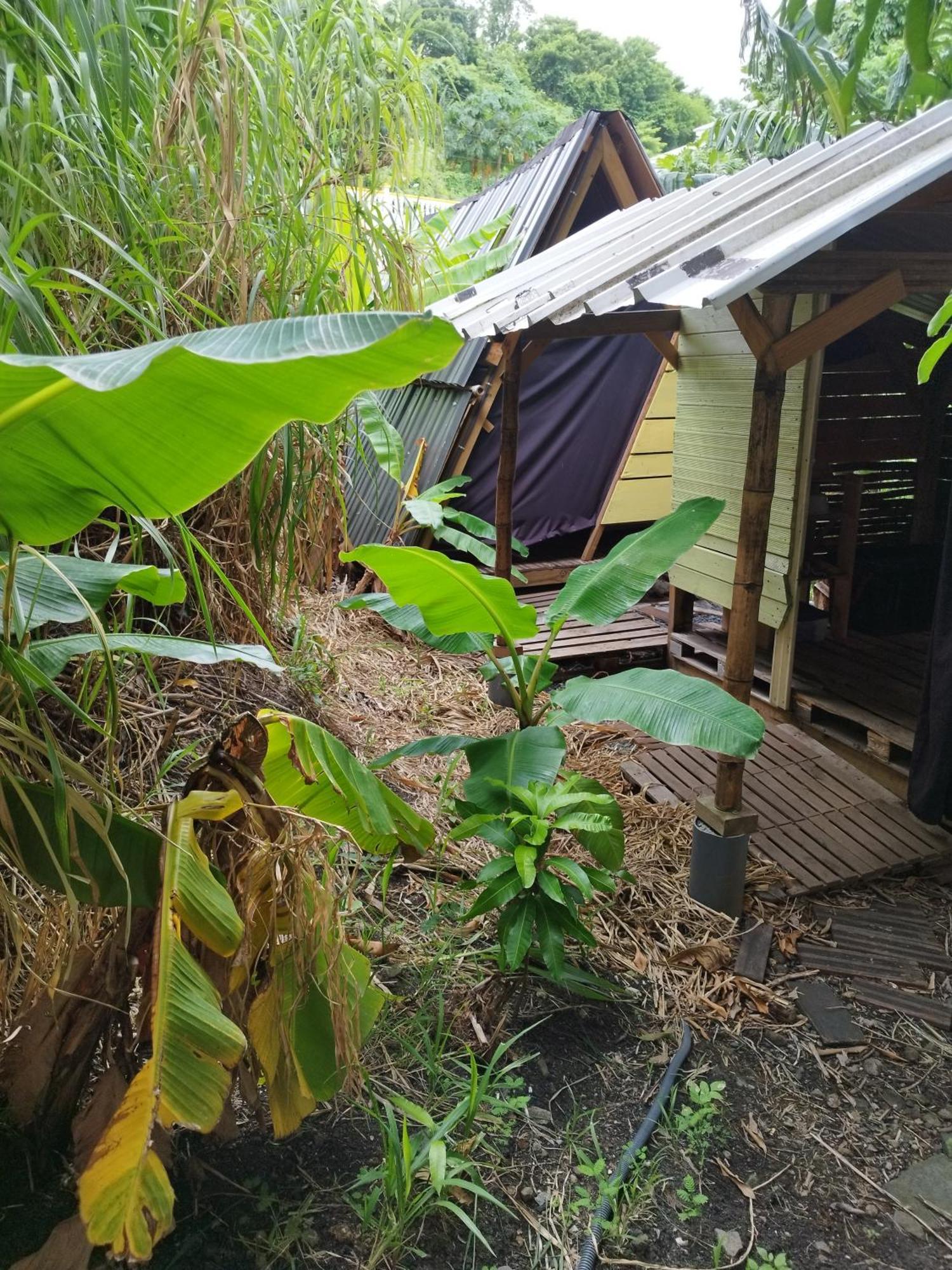 Tikazalou Eco Hostel Deshaies
