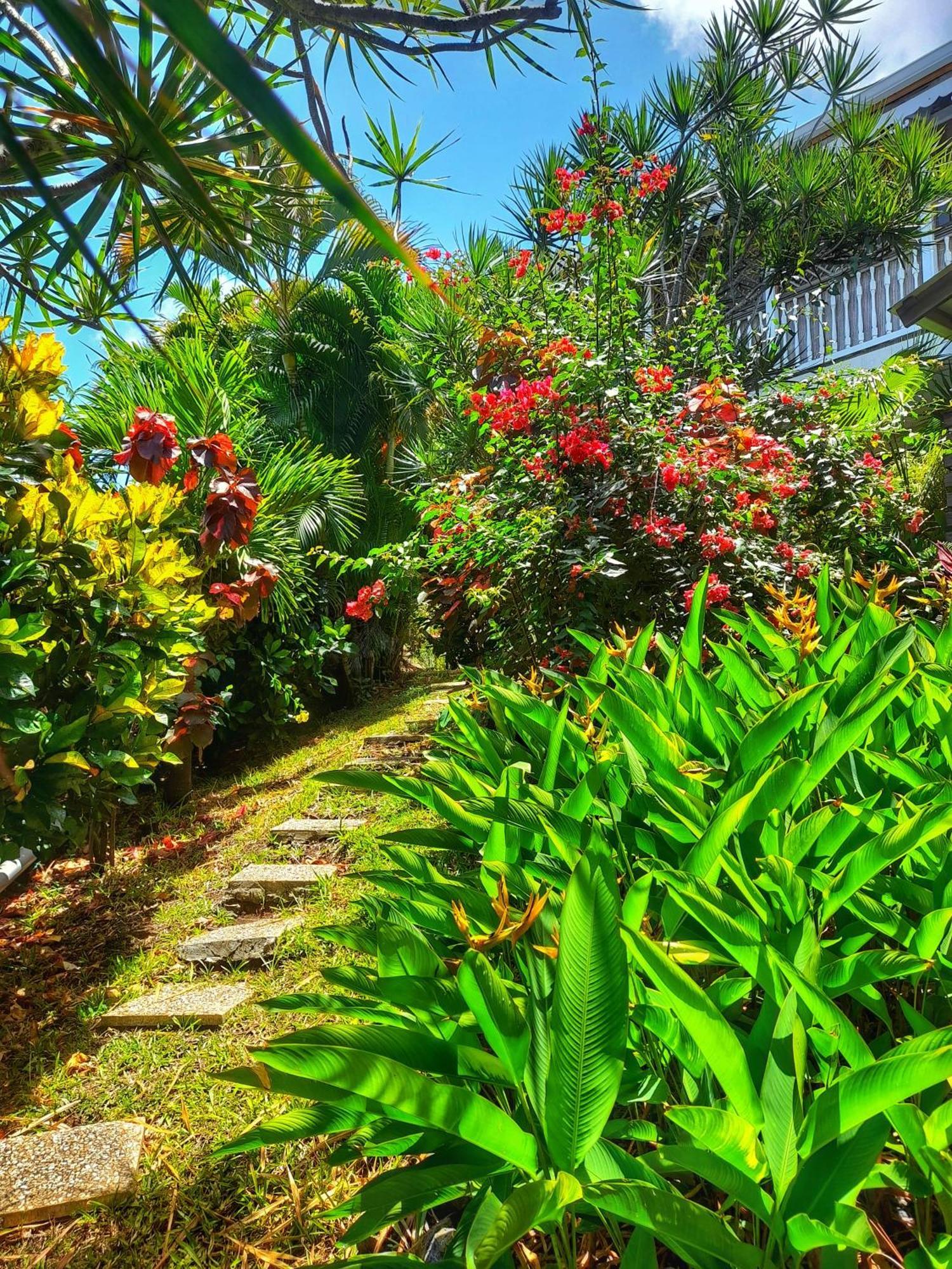 Frangipani Dans Fleurs Des Iles *