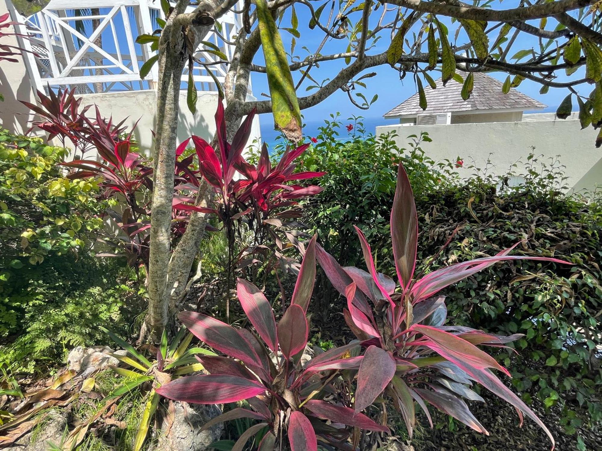 Oceanbreeze Jamaica Penthouse, 7-minute Walk To *