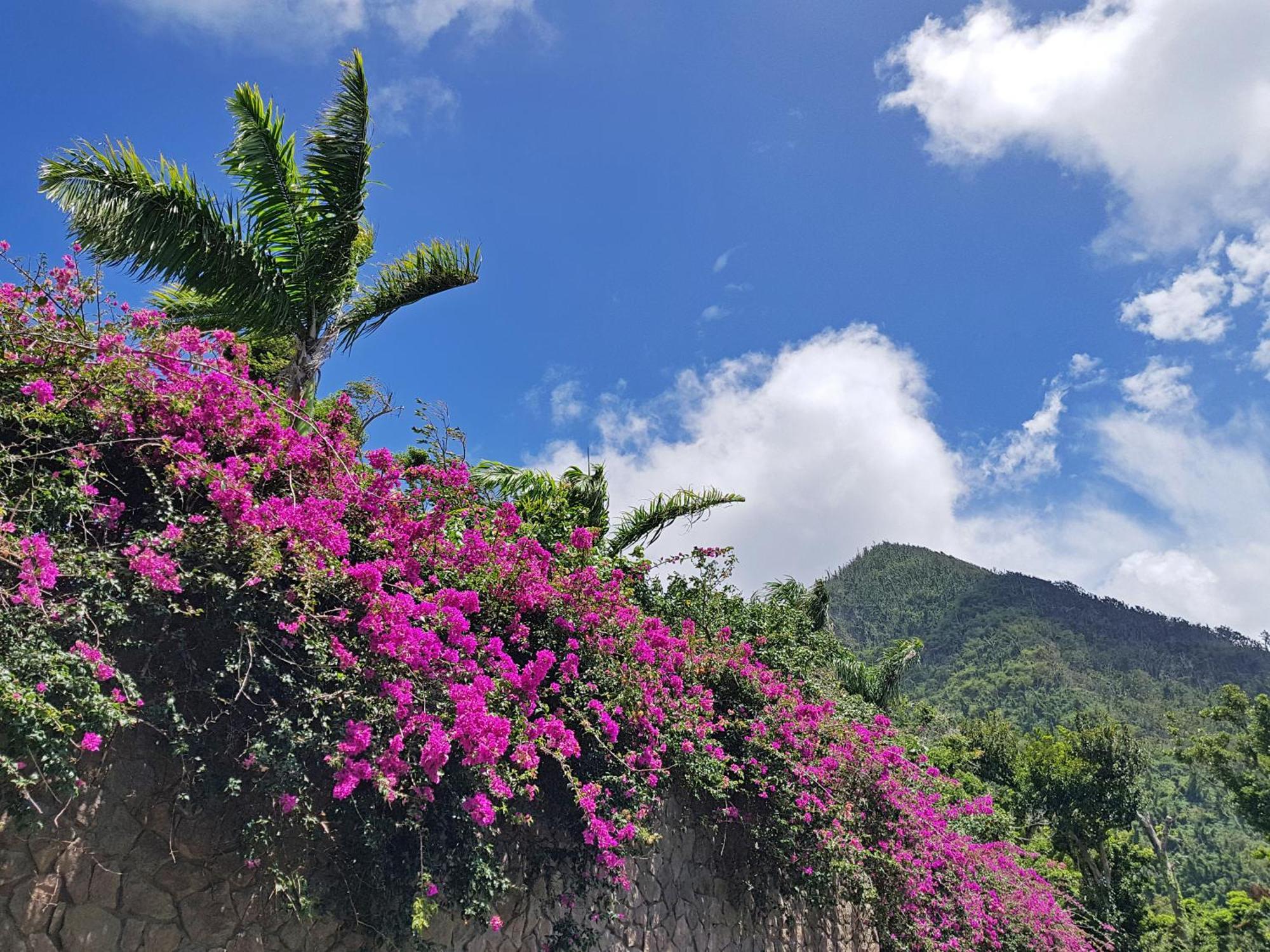 Resort Coulibri Ridge Soufriere