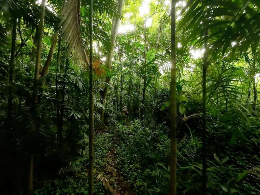 Holiday home Little Diamond, Wooden Jungle House. Bathsheba. *