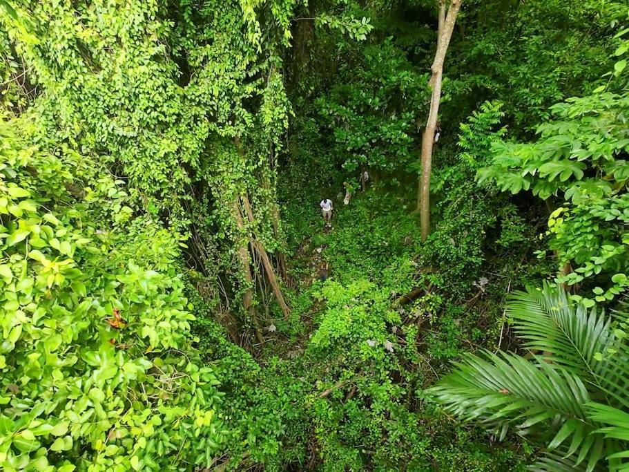 Holiday home Little Diamond, Wooden Jungle House. Bathsheba. Saint Joseph