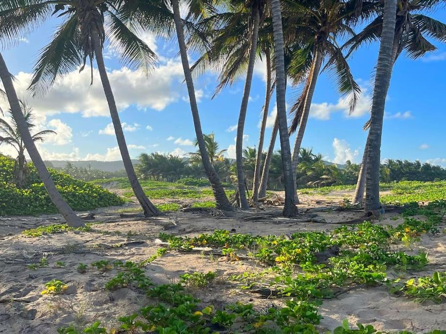 Holiday home Little Diamond, Wooden Jungle House. Bathsheba. *