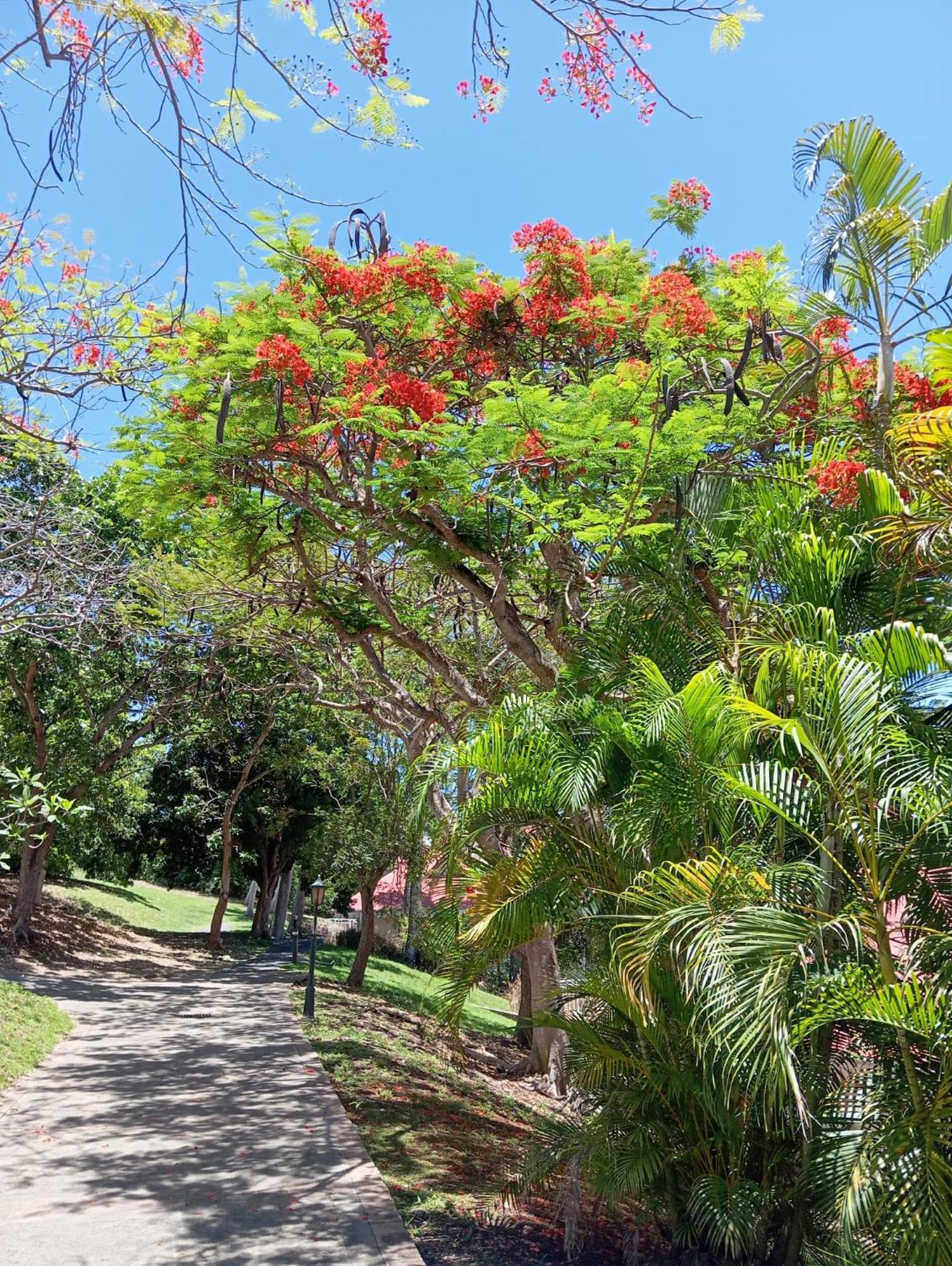 Apartment Tropic Village Vue Guadeloupe St Anne