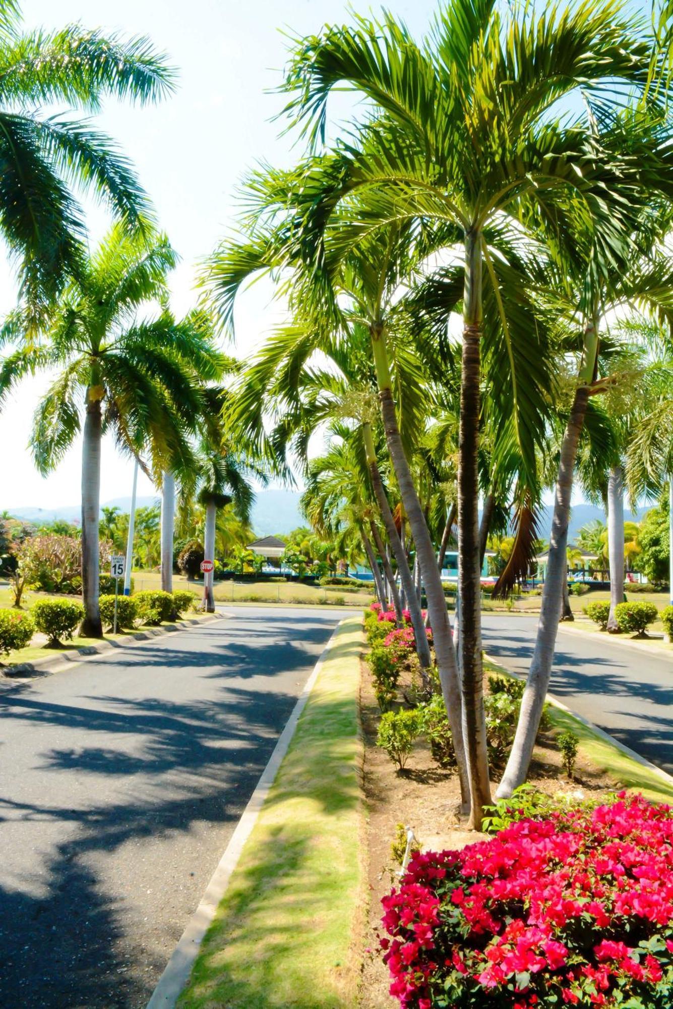 Apartment Palms