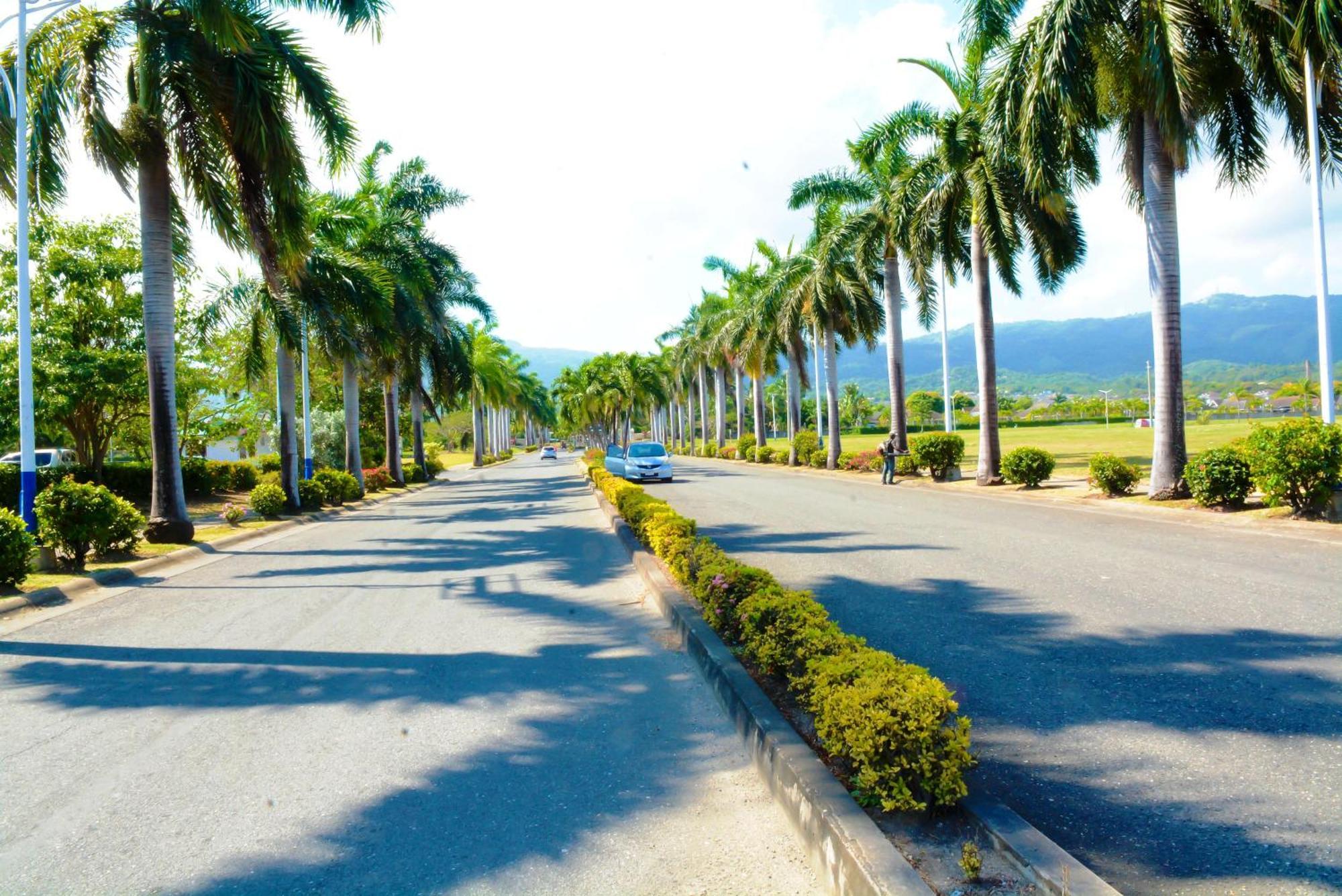 Palms