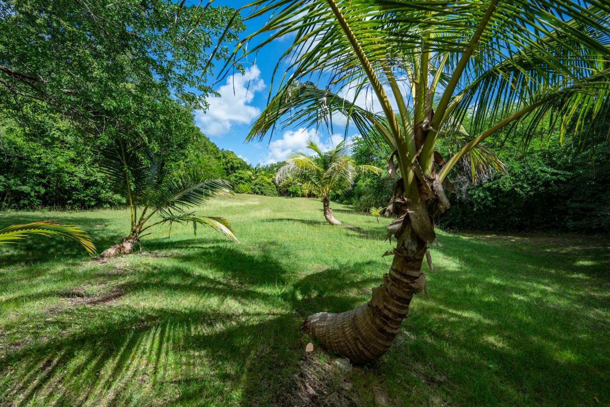 Bwacajou Grand-Bourg (Marie Galante)