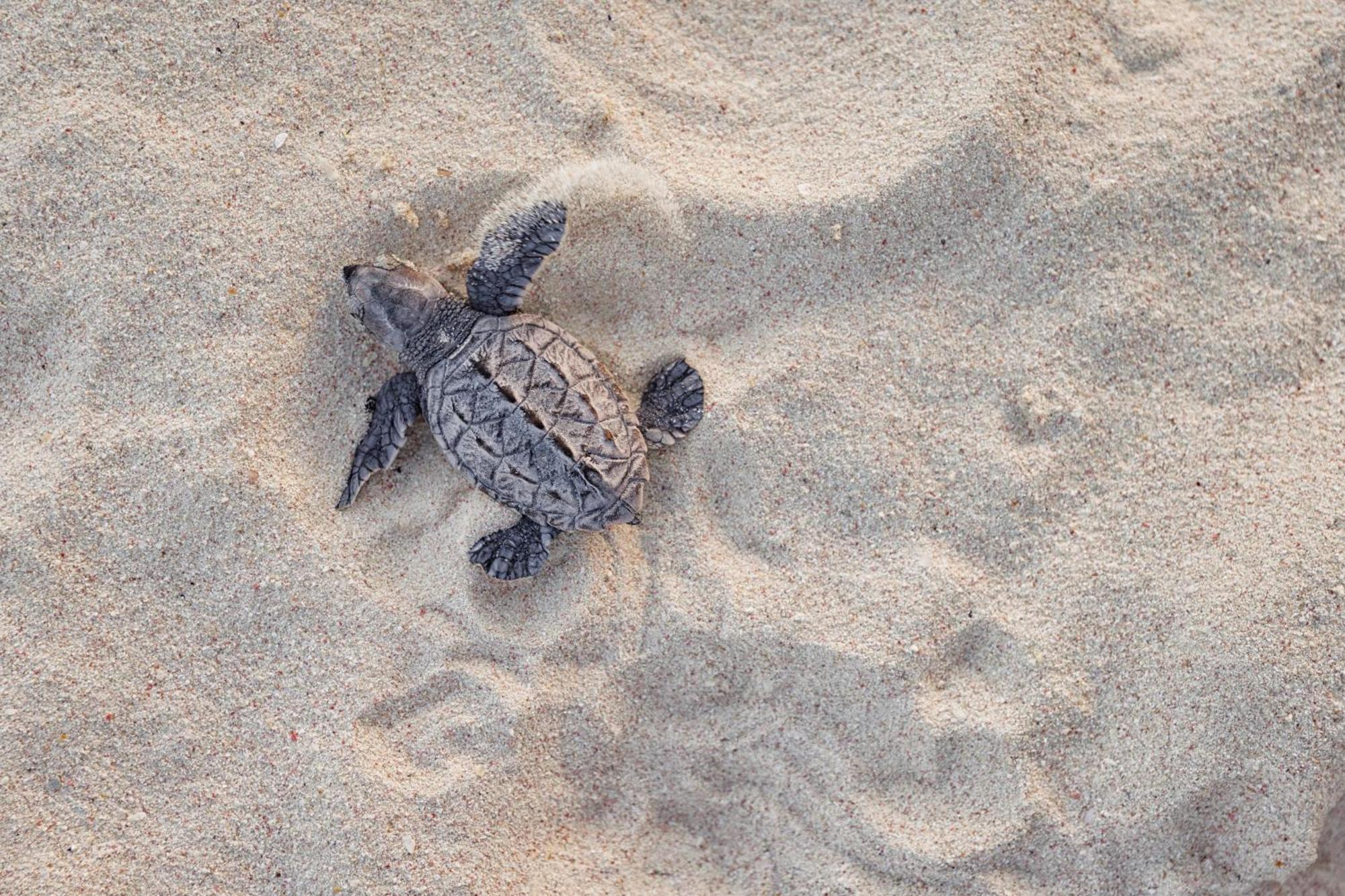 Sandals Royal Barbados - Couples Only (adults Only) Oistins