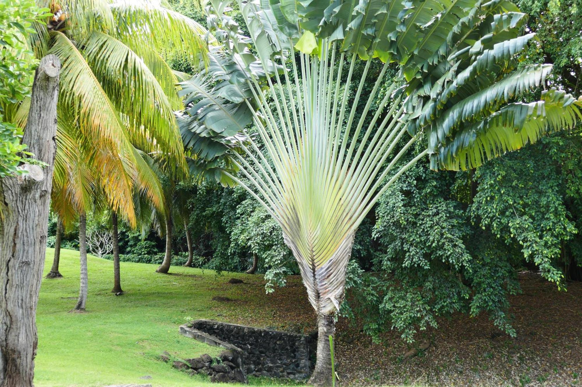 Pierre & Tobago 24 *
