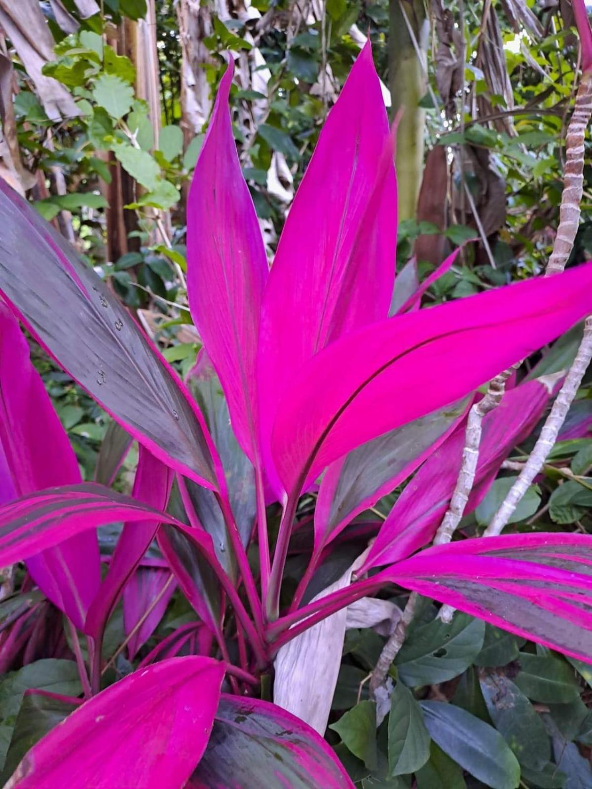 Hibiscus Valley 3*