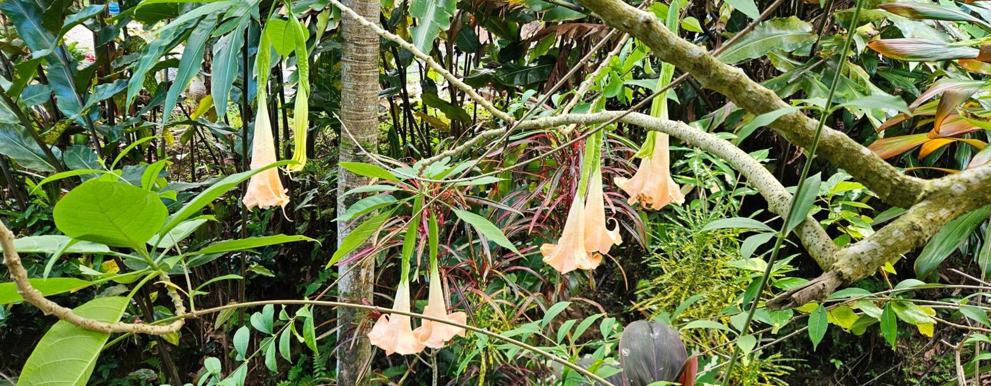 Hibiscus Valley 3* Marigot