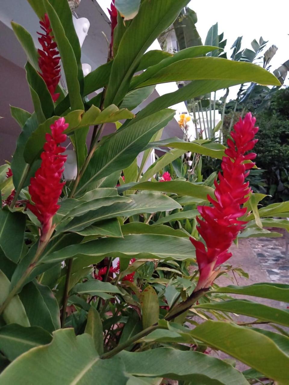 Dona Mayra Aparta * Las Terrenas