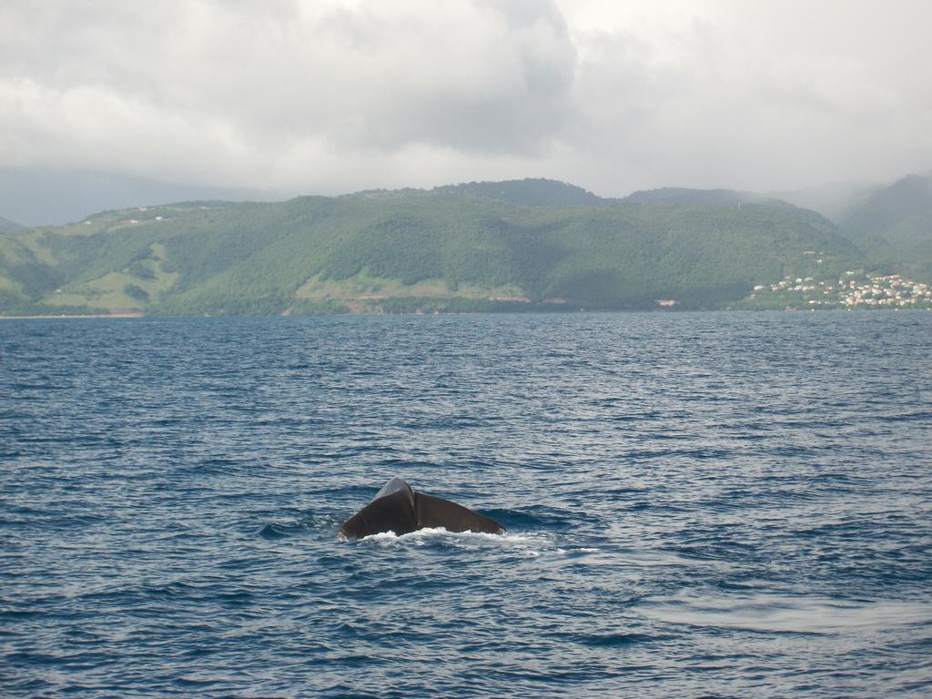 Anchorage Hotel, Whale Watch & Dive Center Guest house Roseau